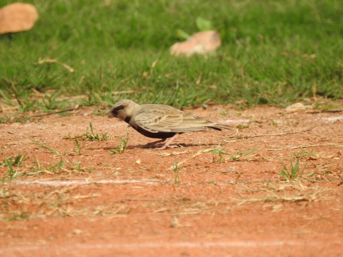 Ashy-crowned Sparrow-Lark - Tarun Meena