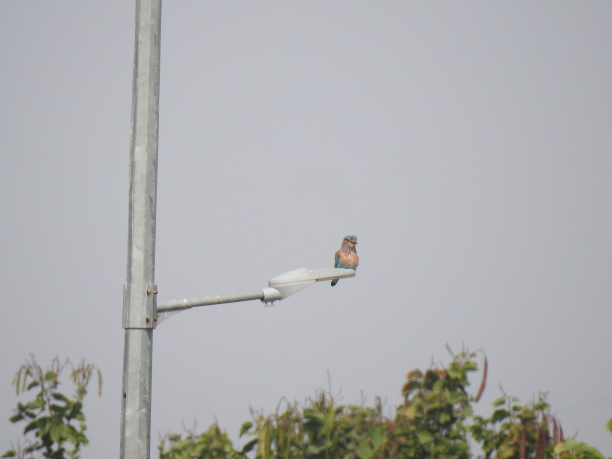 Indian Roller - Tarun Meena