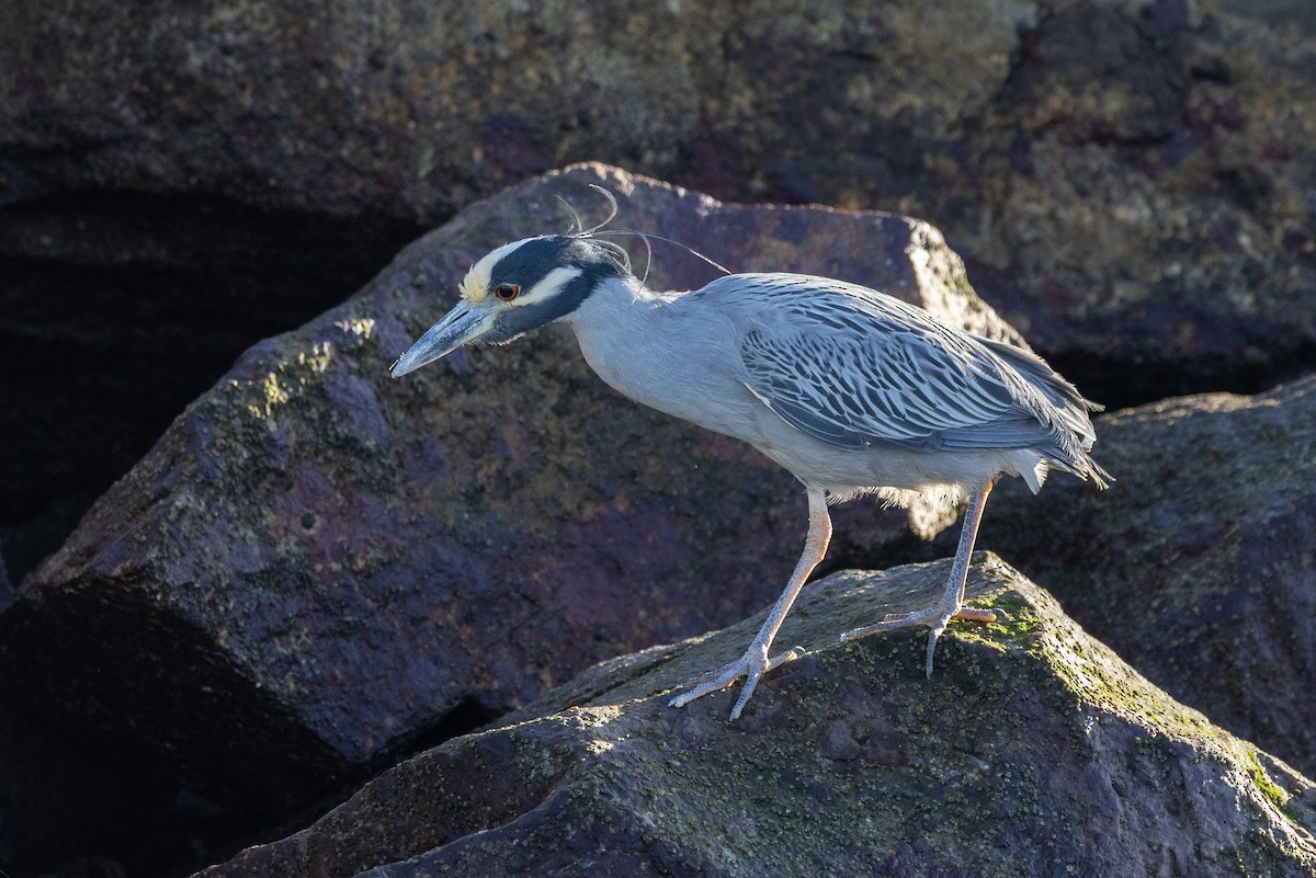 Yellow-crowned Night Heron - ML614973675