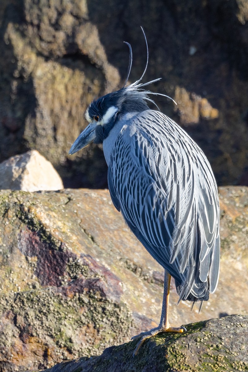 Yellow-crowned Night Heron - ML614973676