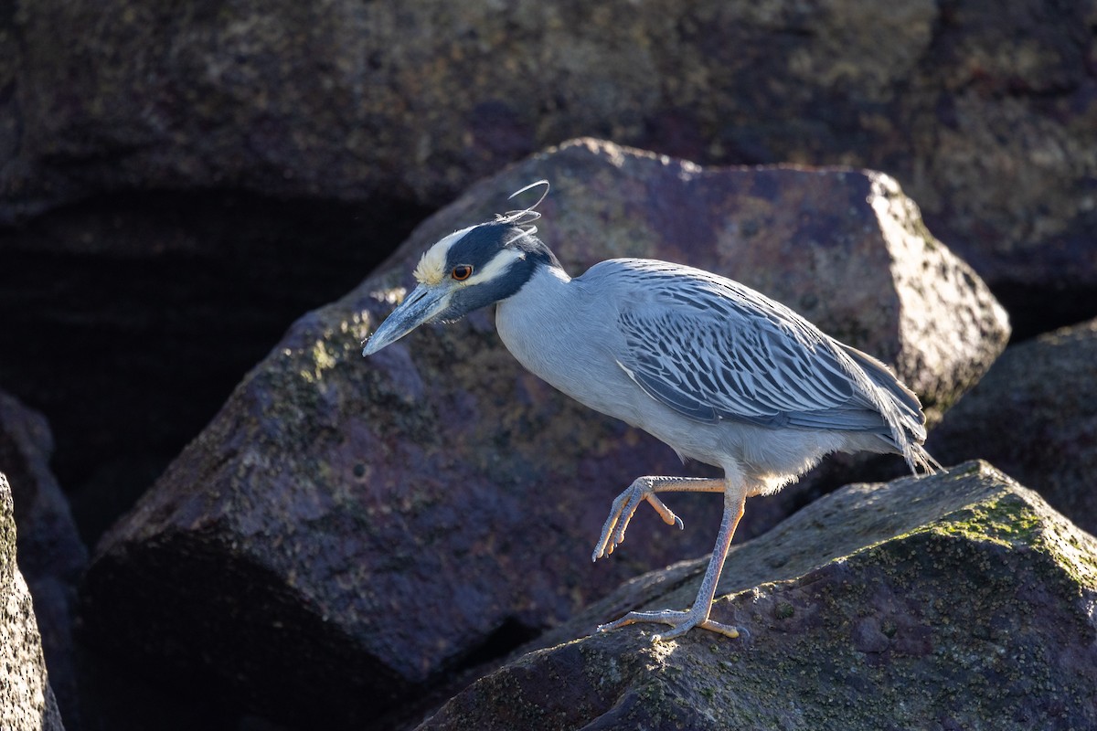 Yellow-crowned Night Heron - ML614973679