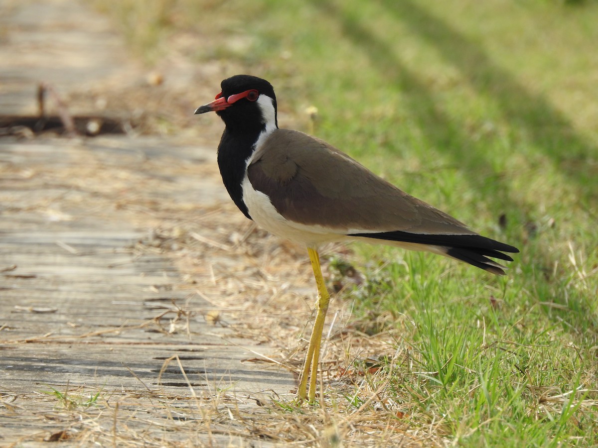 Red-wattled Lapwing - ML614973688