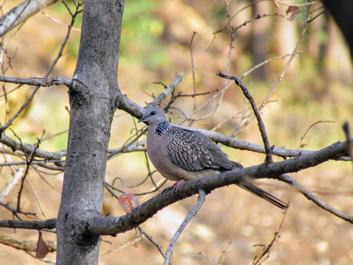 Spotted Dove - ML614973697