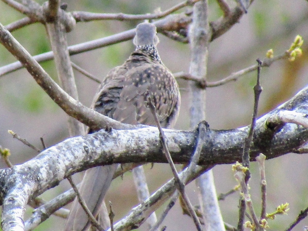 Spotted Dove - ML614973698