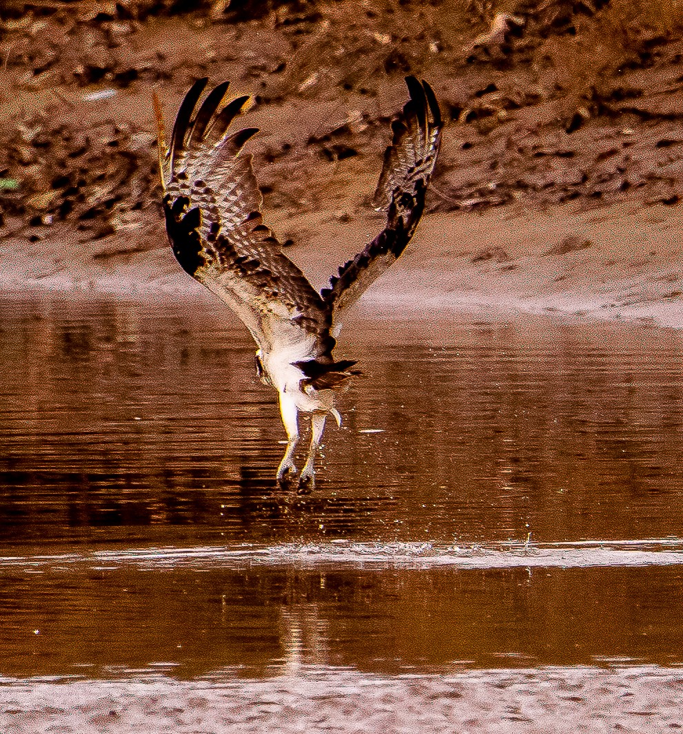 Osprey - ML614973722