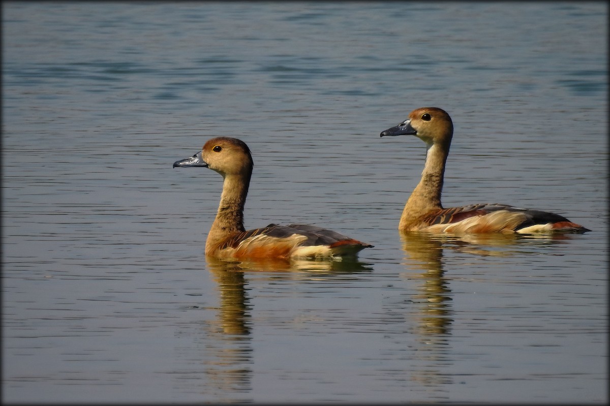 Dendrocygne siffleur - ML614973822