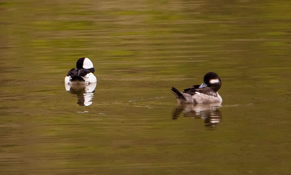 Bufflehead - ML614973863