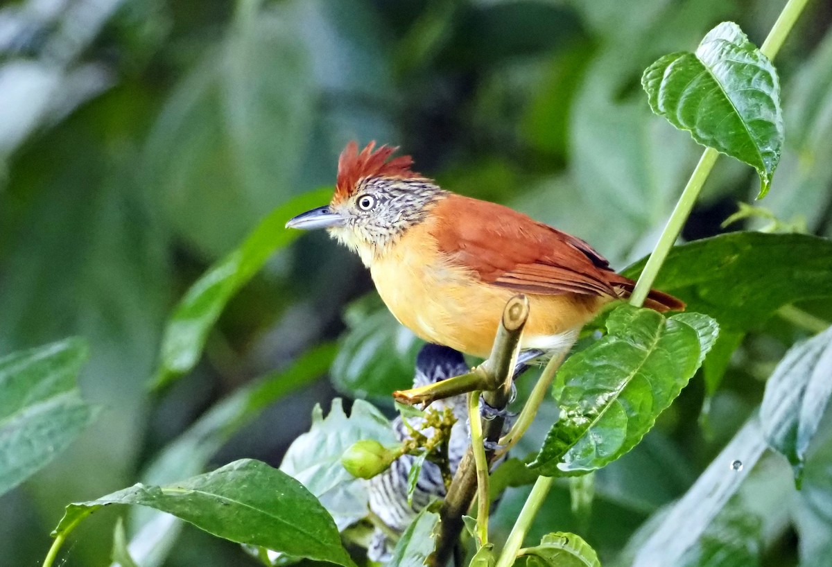 Barred Antshrike (Barred) - ML614973898