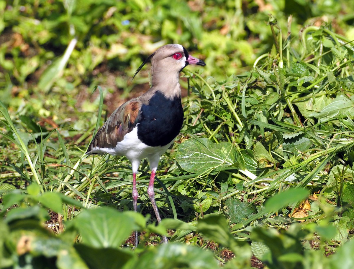 Southern Lapwing - ML614973904