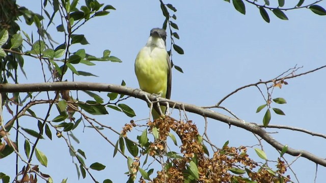 Thick-billed Kingbird - ML614973996