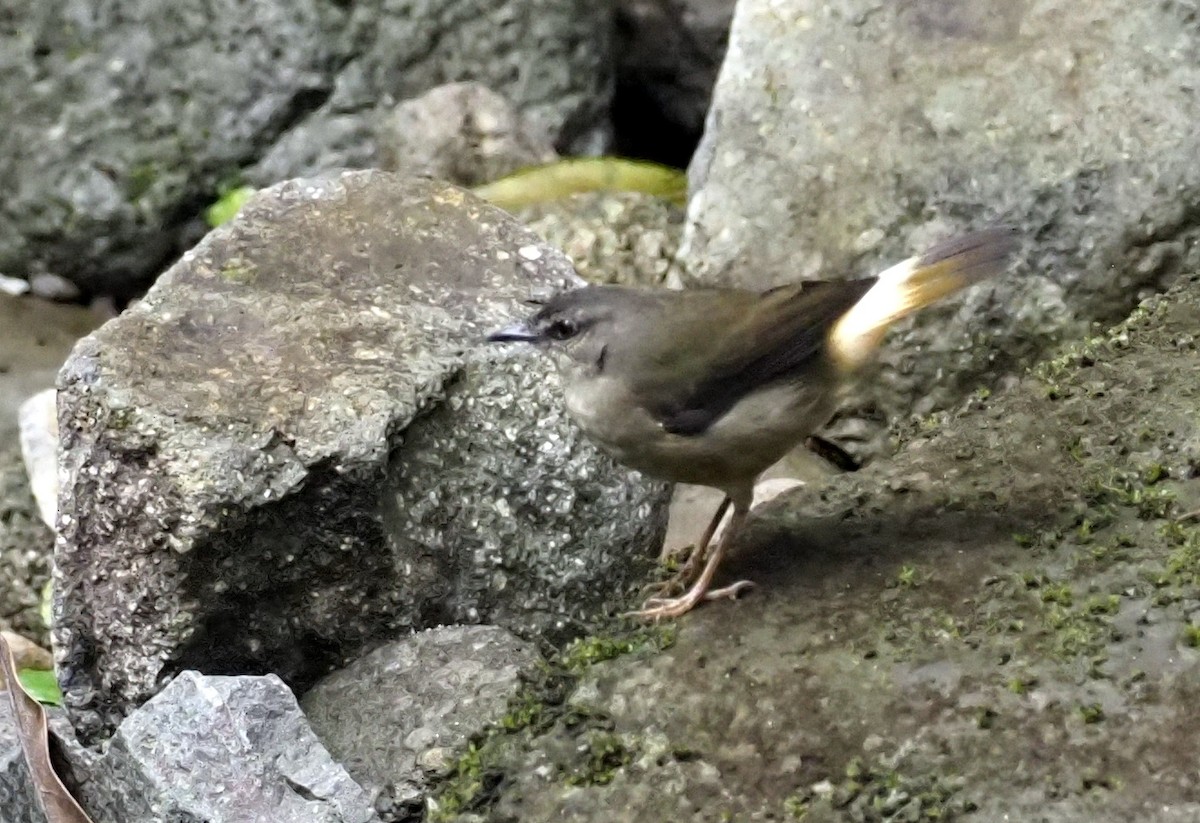 Buff-rumped Warbler - Simon RB Thompson