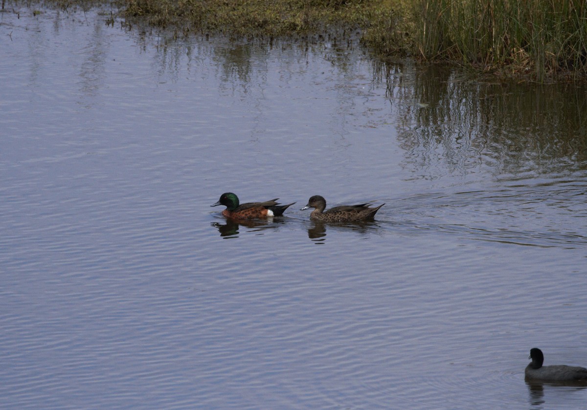 Chestnut Teal - SKI .