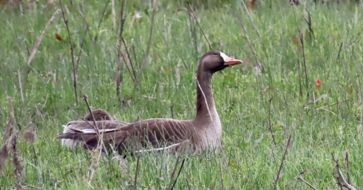 Greater White-fronted Goose - ML614974029
