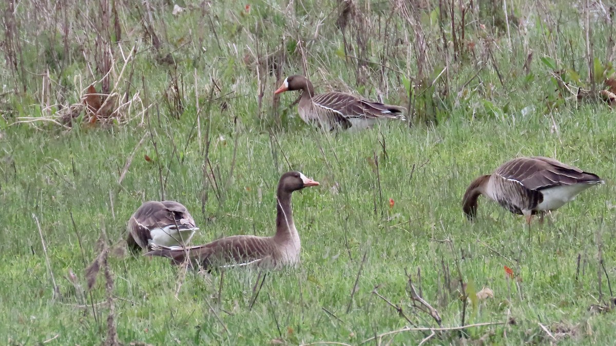 Greater White-fronted Goose - ML614974032