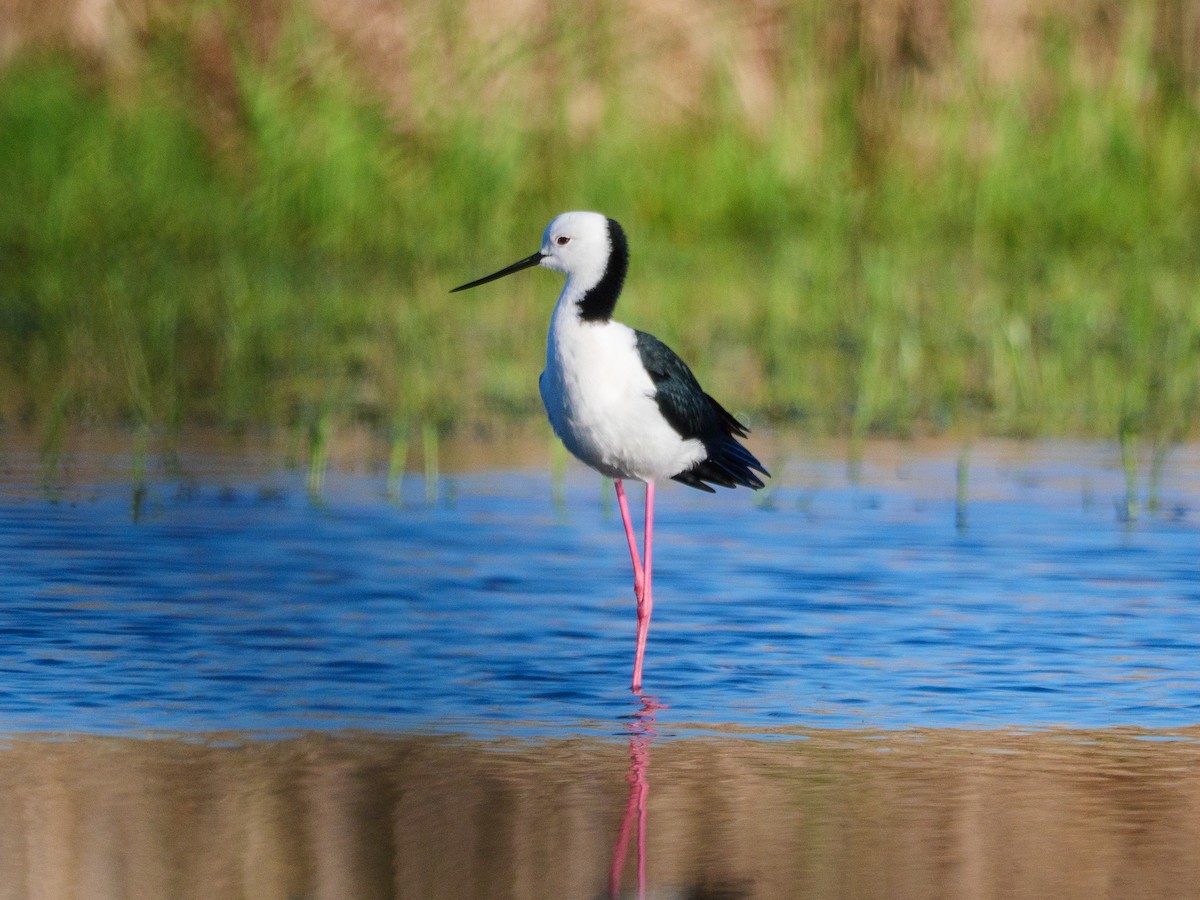 Pied Stilt - ML614974039