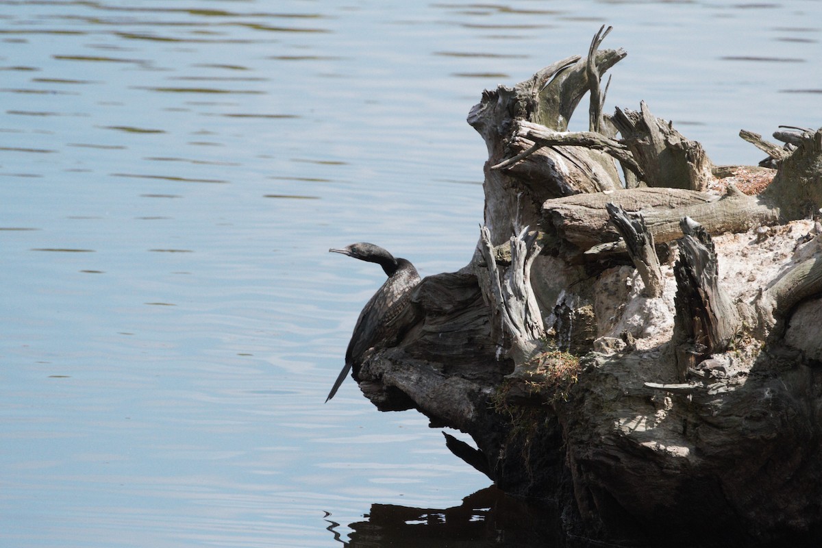 Little Black Cormorant - ML614974049