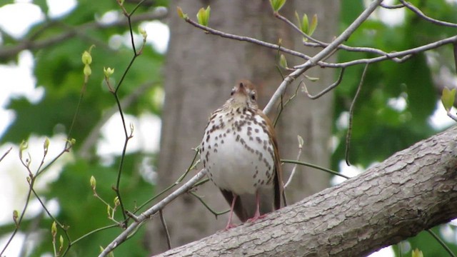 Wood Thrush - ML614974056