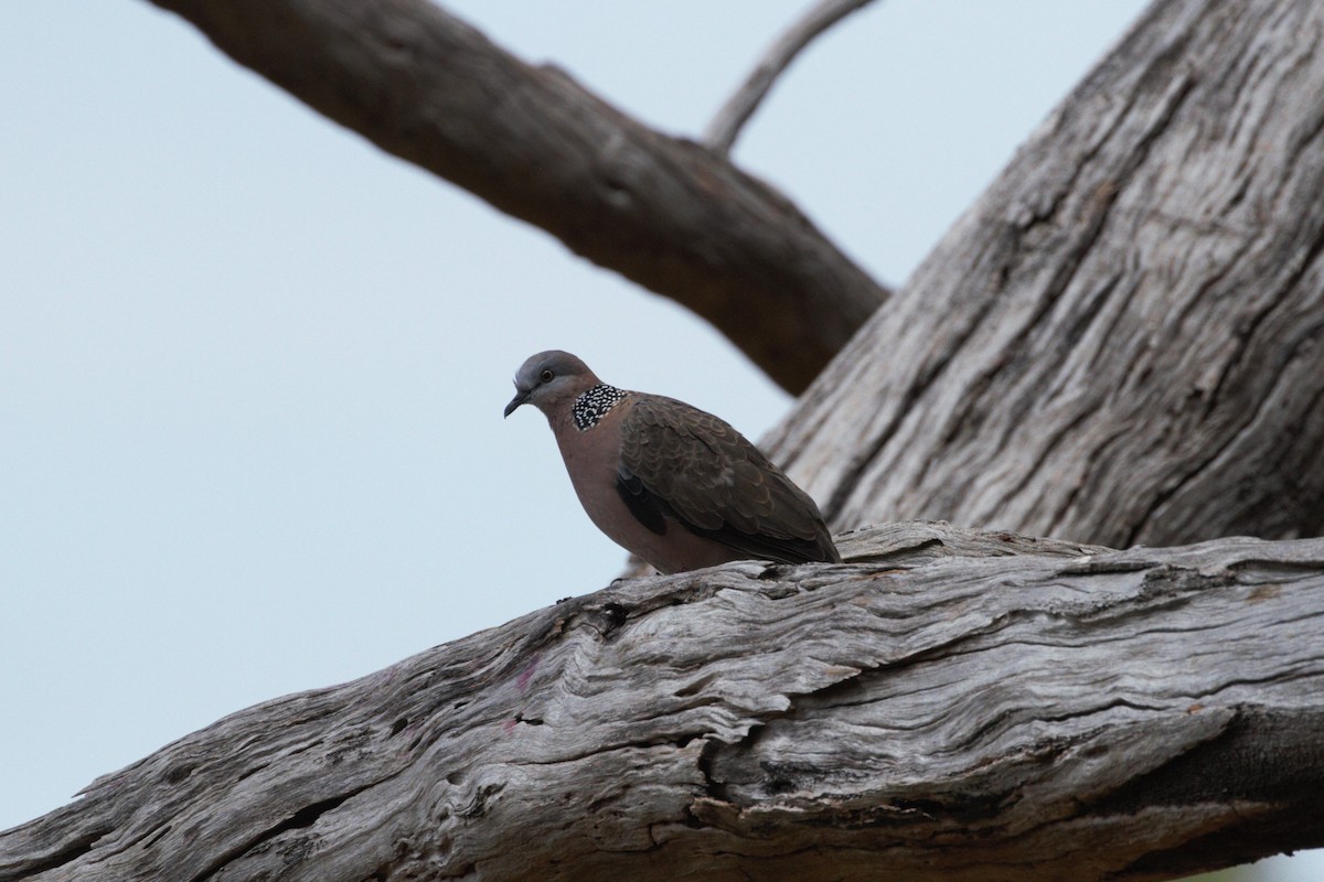Spotted Dove - ML614974075