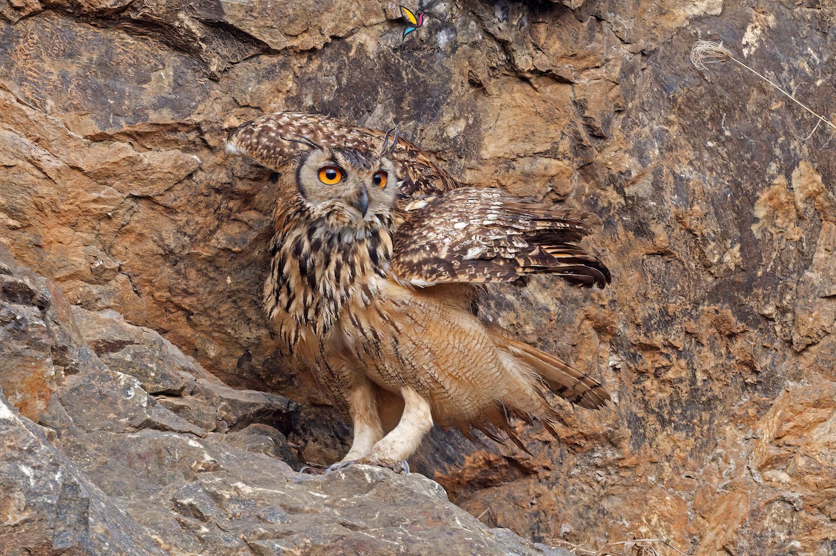 Rock Eagle-Owl - Syed Ibrahim Shah Jalal