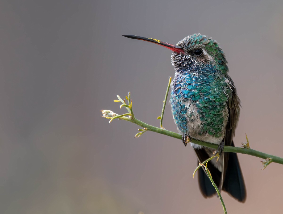 Broad-billed Hummingbird - Henry Witsken