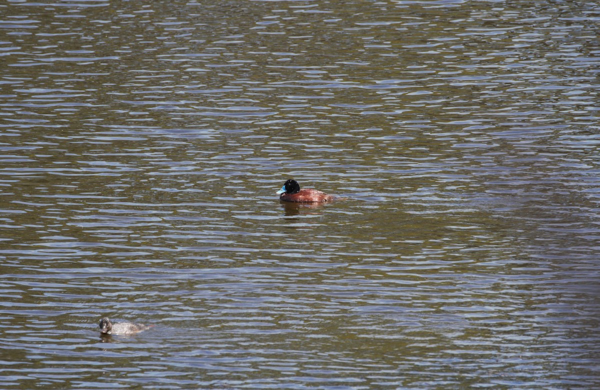 Blue-billed Duck - SKI .