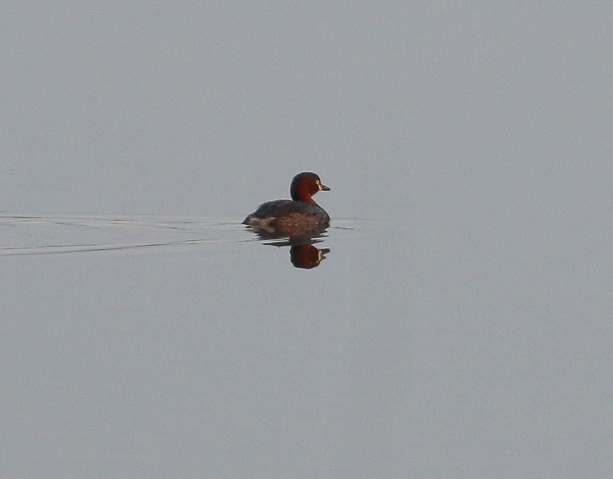 Little Grebe - ML614974097