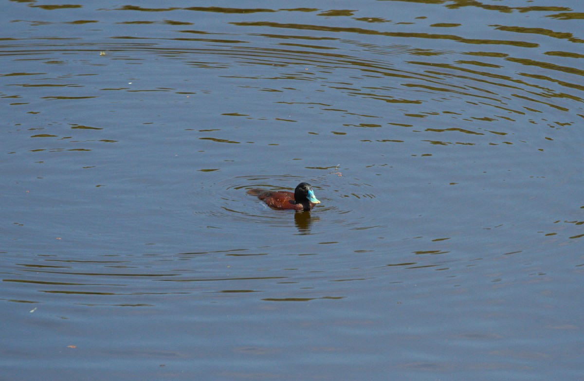 Blue-billed Duck - ML614974135