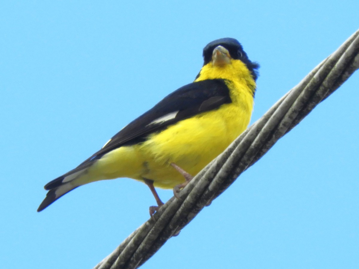 Lesser Goldfinch - ML614974151
