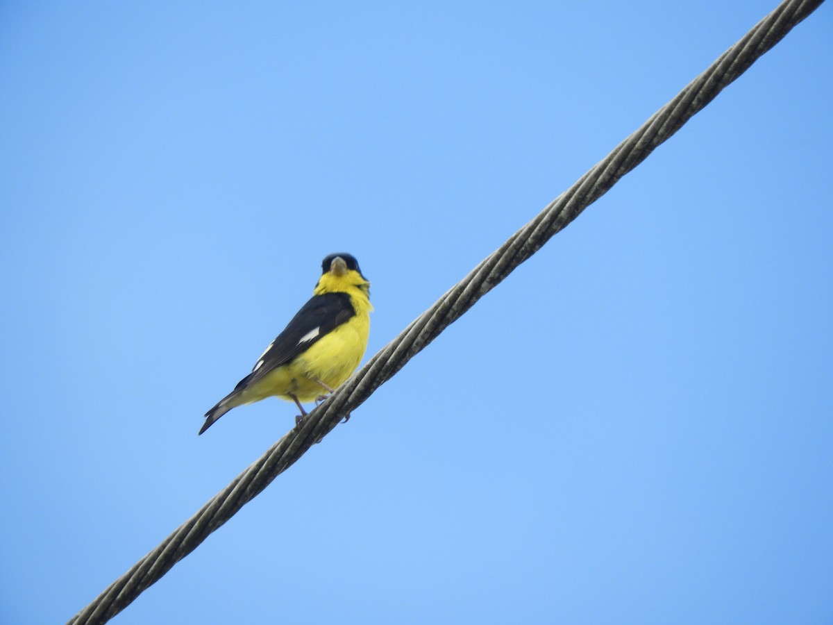 Lesser Goldfinch - ML614974152