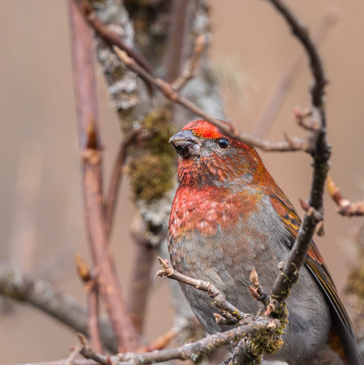 Crimson-browed Finch - ML614974172