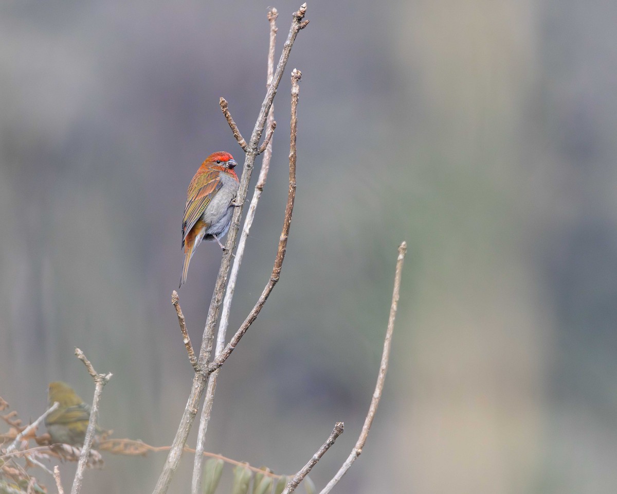 Crimson-browed Finch - ML614974176