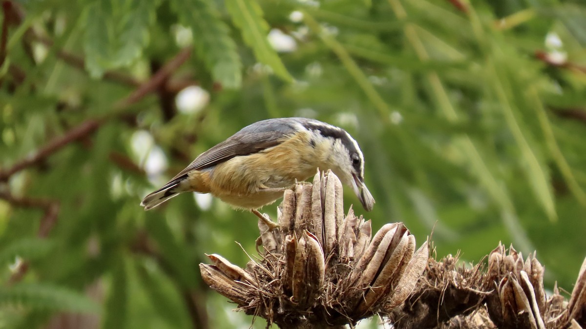 Red-breasted Nuthatch - ML614974201