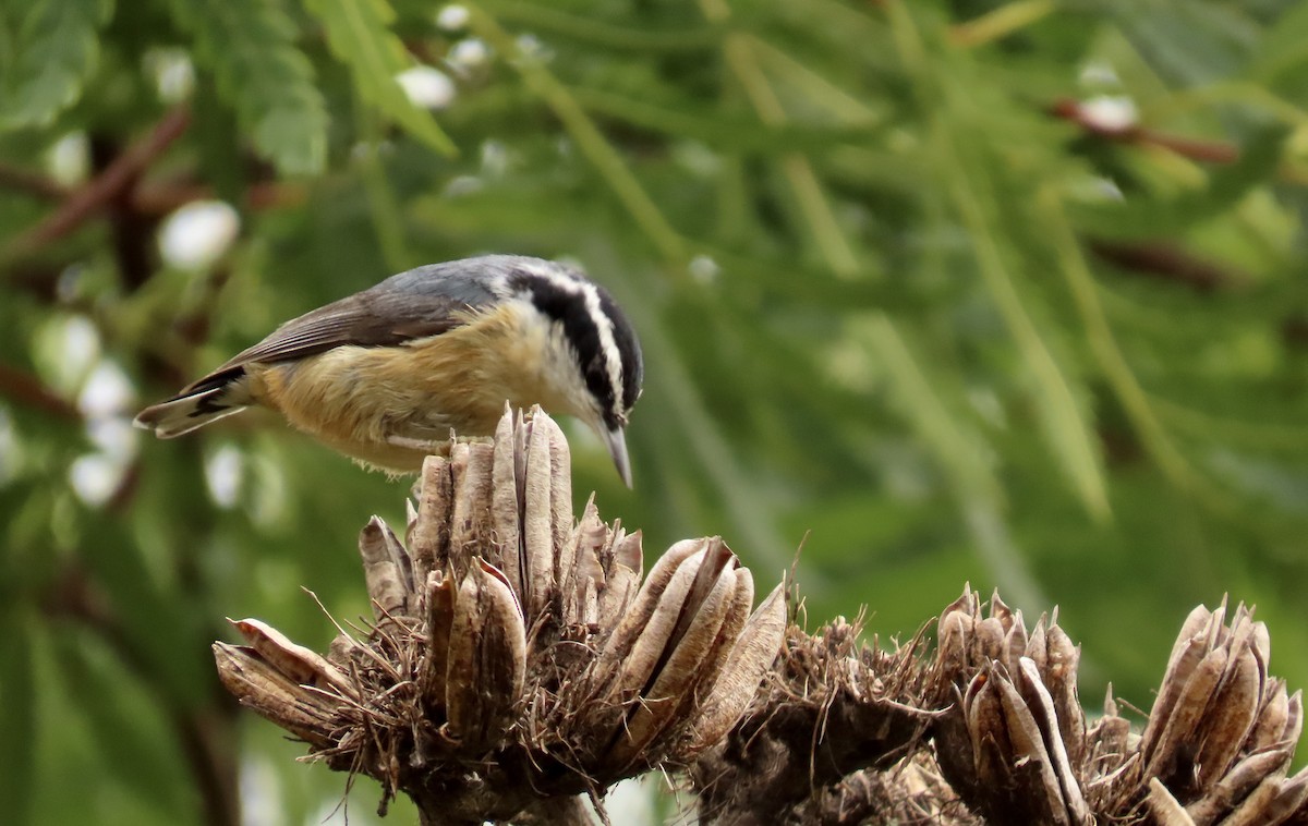 Red-breasted Nuthatch - ML614974202