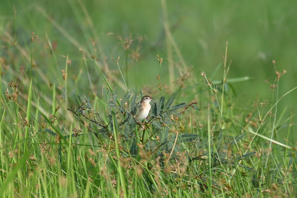 Zitting Cisticola - ML614974217