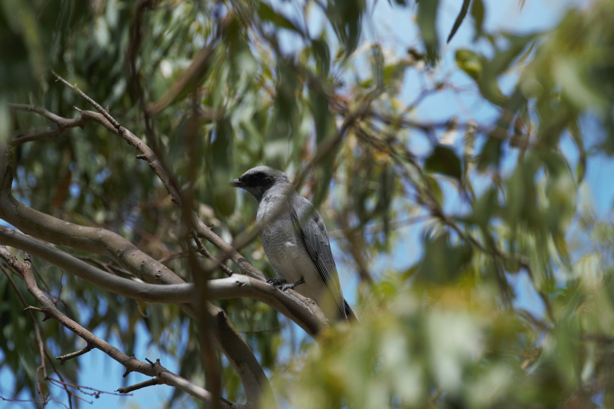 Black-faced Cuckooshrike - ML614974219