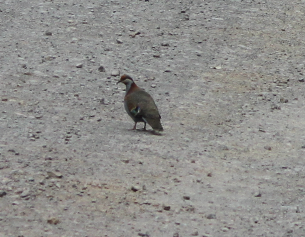 Brush Bronzewing - ML614974223