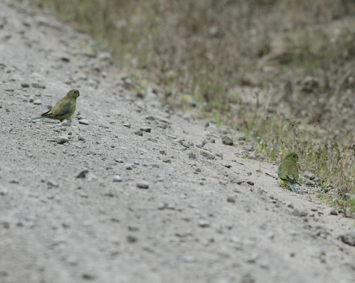 Blue-winged Parrot - ML614974235