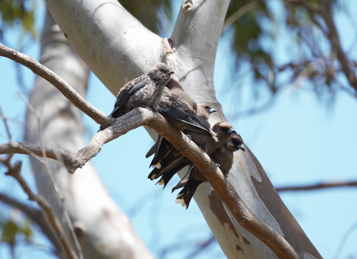 Dusky Woodswallow - ML614974246