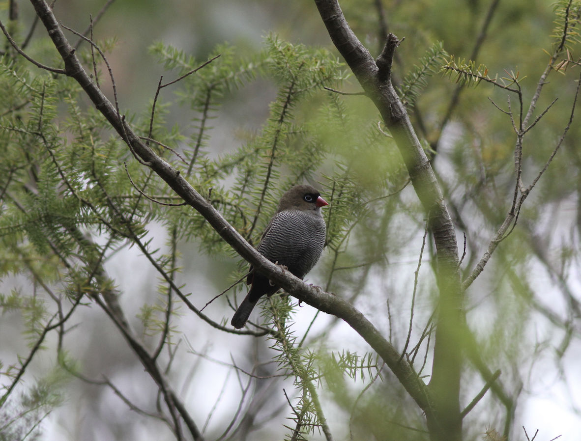 Beautiful Firetail - ML614974252