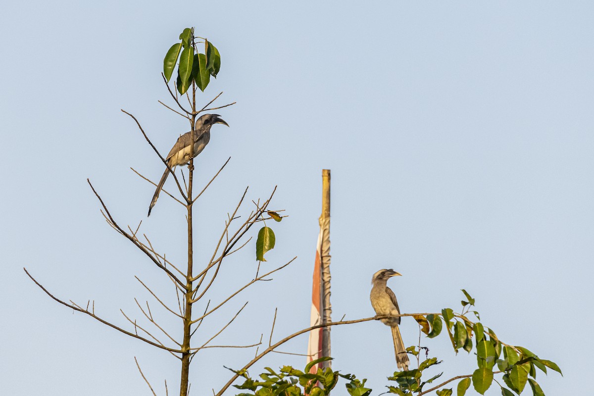 Indian Gray Hornbill - ML614974259