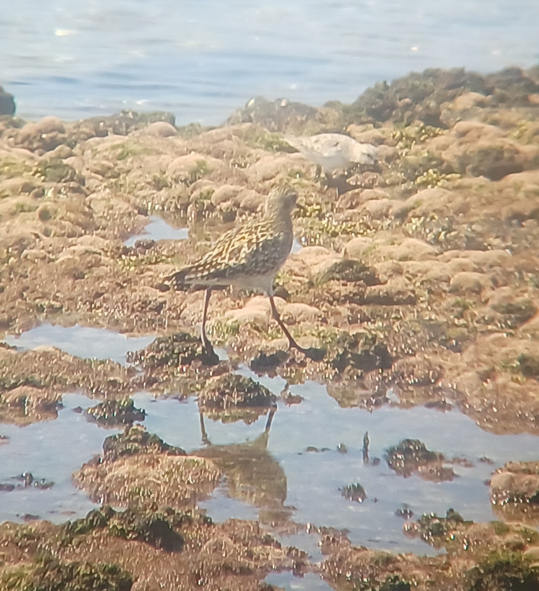 Pacific Golden-Plover - ML614974271