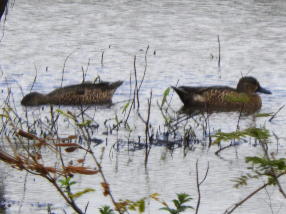 Blue-winged Teal - ML614974279
