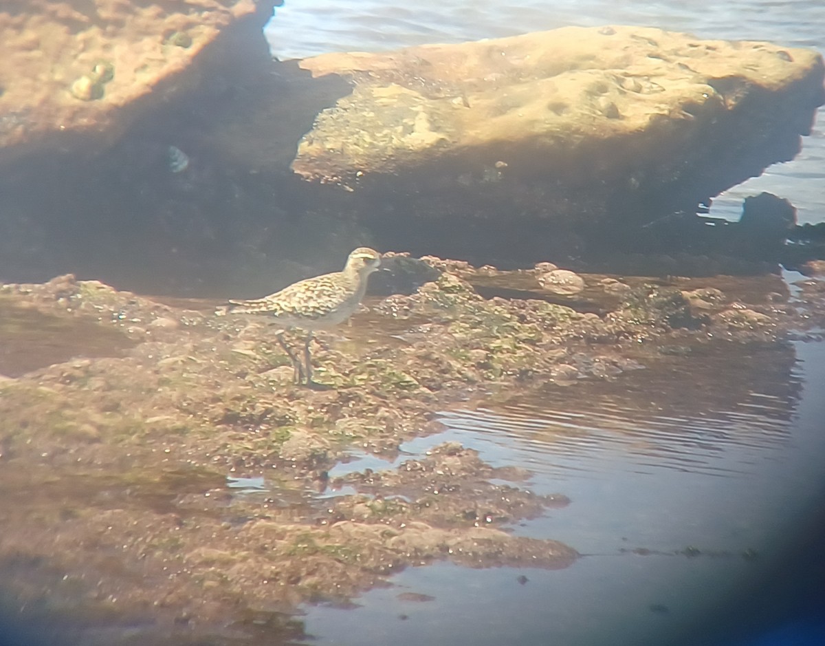 Chorlito Dorado Siberiano - ML614974280