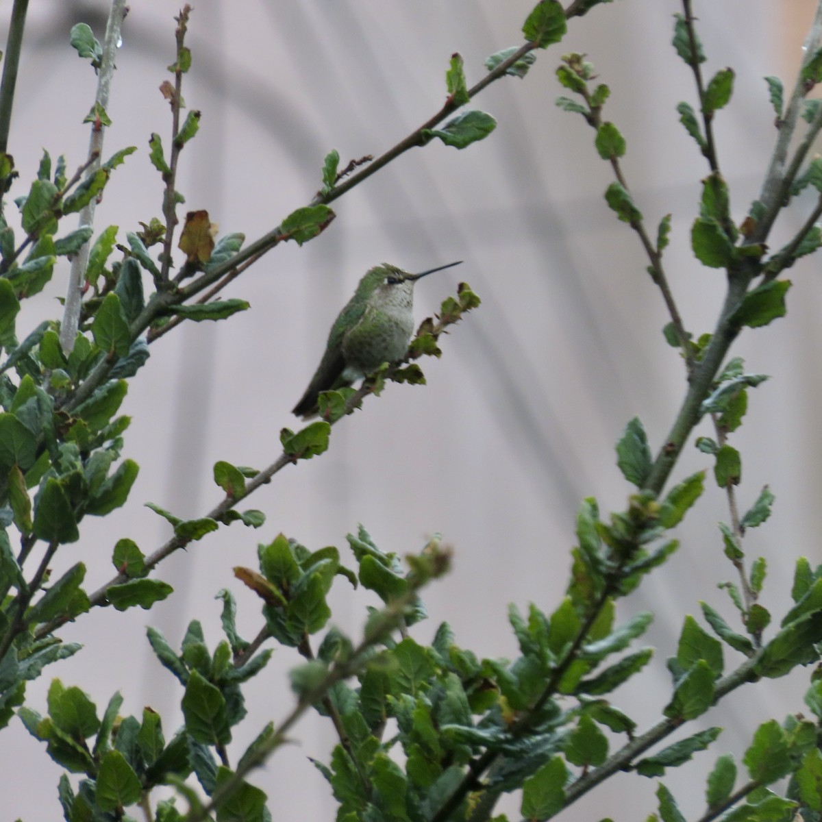 Anna's Hummingbird - ML614974336