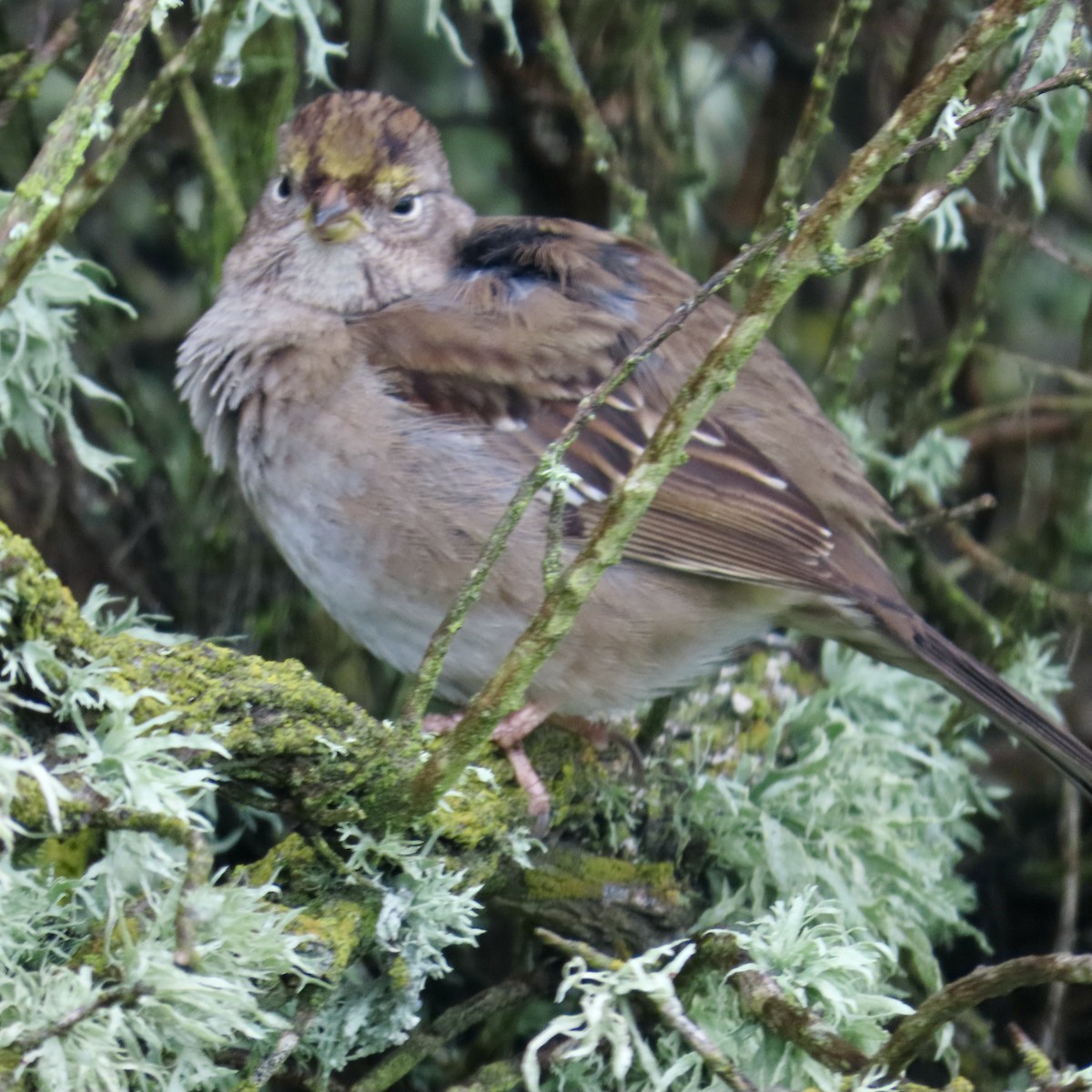 Golden-crowned Sparrow - ML614974337