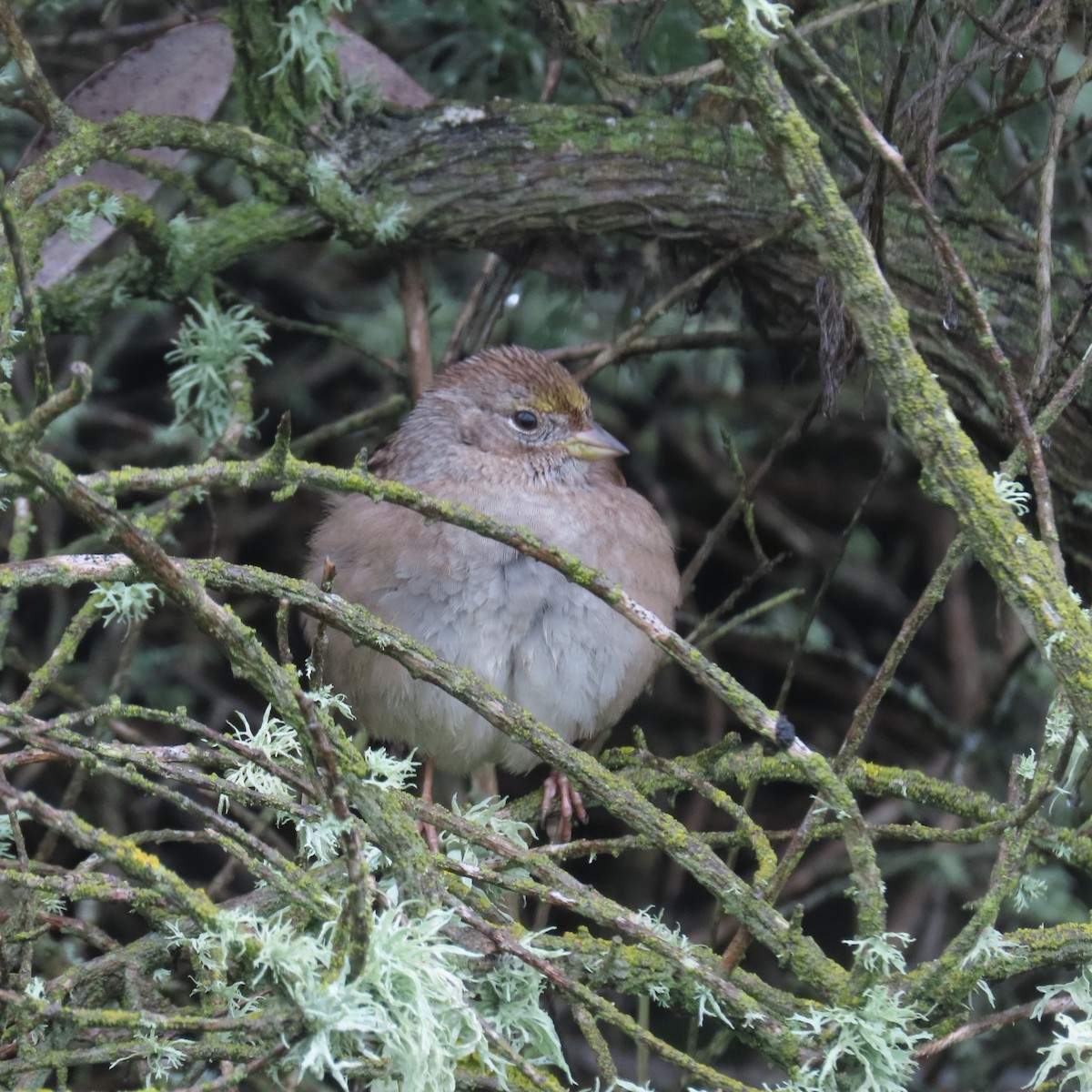 Bruant à couronne dorée - ML614974340