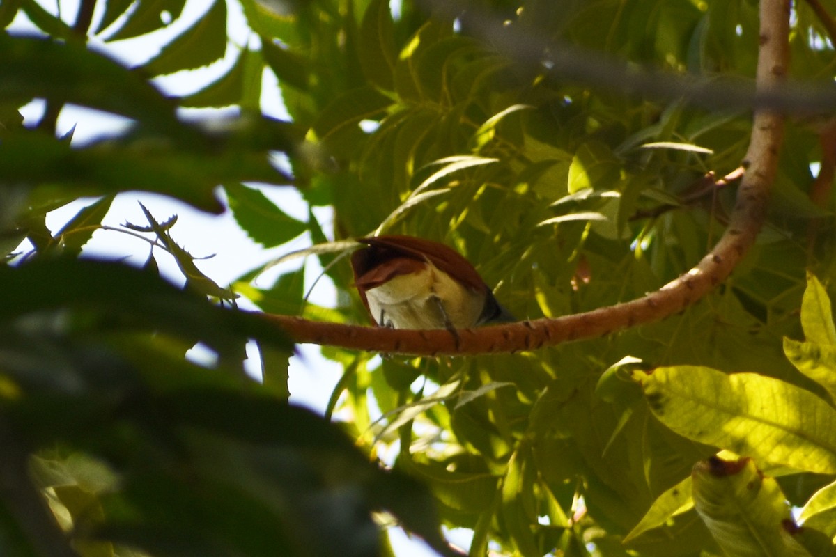 Indian Paradise-Flycatcher - ML614974359