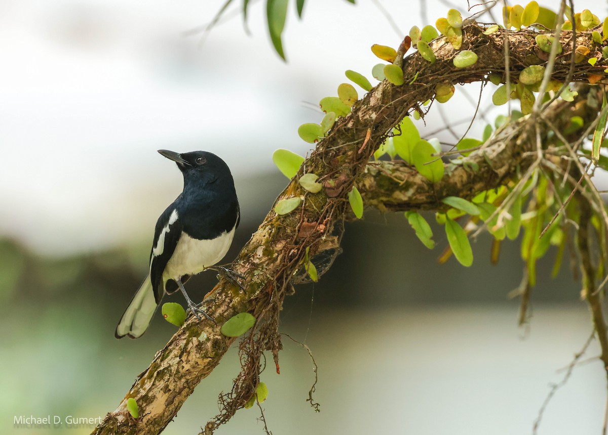 Oriental Magpie-Robin - Michael D Gumert