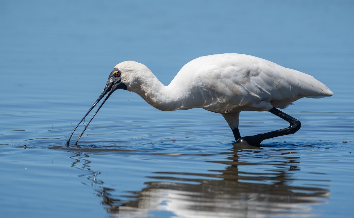 Royal Spoonbill - ML614974466