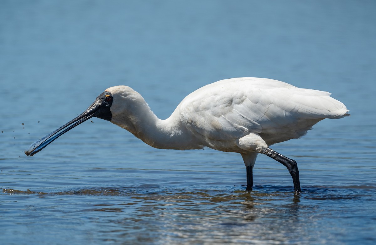 Espátula Real - ML614974467